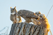 OwlPreyTransfer-598.jpg