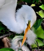 DSC_2107_001.JPG