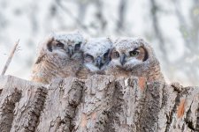 OwlsThreeLinedUp-595.jpg