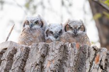 OwlsThreeLinedUp-596.jpg