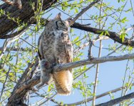 OwlBunny-595.jpg