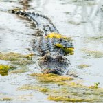 Gator-595.jpg