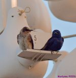 DSC_2186_001.JPG