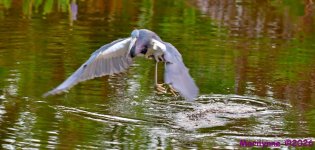 DSC_2255_001.JPG