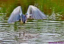 DSC_2262_001.JPG
