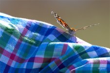 PaintedLady4726 sm.jpg