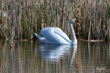 Swan4716 sm.jpg