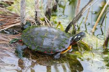 Turtle4661 sm.jpg