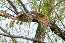OwlFlight-599.jpg