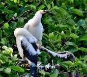 DSC_2413_001.JPG