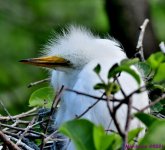 DSC_2427_001.JPG