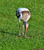 DSC_2448_001.JPG