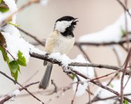 SnowFinally-599.jpg