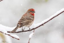 SnowFinally-600.jpg