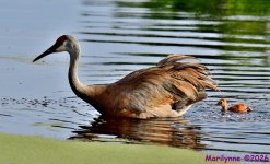 DSC_2537_001.JPG
