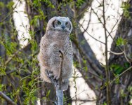 OwletBranched-602.jpg