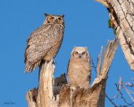 OwlNest-602.jpg