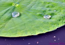DSC_2621_001.JPG