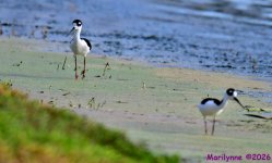 DSC_2696_001.JPG
