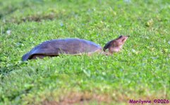 DSC_2701_001.JPG
