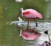 DSC_2710_001.JPG