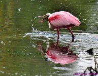 DSC_2711_001.JPG