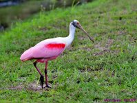 DSC_2768_001.JPG