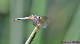 DSC_2780_001.JPG