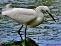DSC_2784_001.JPG