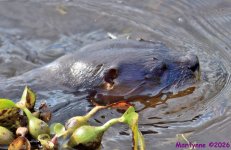 DSC_2793_stitch3_001.JPG
