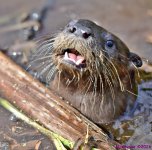 DSC_2796_stitch3_001.JPG