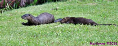 DSC_2855_001.JPG