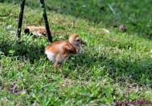 DSC_2918_001.JPG