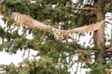 OwlFlight-606.jpg