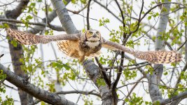 OwlFlight-609.jpg