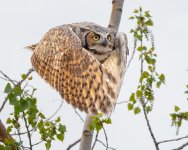 OwlFlight-610.jpg