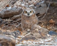 OwlFell-605.jpg