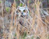 OwlFell-606.jpg