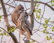 OwlParents-605.jpg