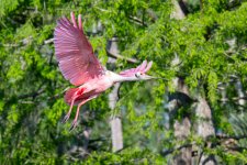 SpoonbillFlight-607.jpg