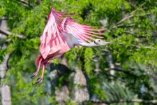 SpoonbillFlight-608.jpg