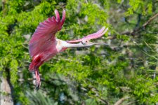 SpoonbillFlight-609.jpg