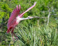 SpoonbillFlight-611.jpg