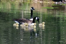 FamilyTime4943 sm.jpg
