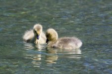 Geesebabies4920 sm.jpg