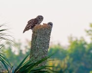 BarredOwlNest-615.jpg