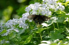 EasternTigerSwallowtail0481 sm.jpg