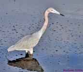 DSC_3021_001.JPG