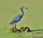 DSC_3068_001.JPG