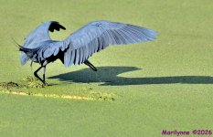 DSC_3070_001.JPG